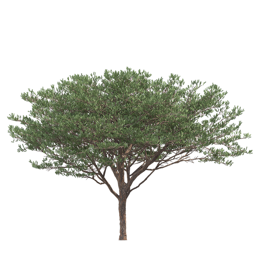 Pinus Pinaster - Maritime Pine 03